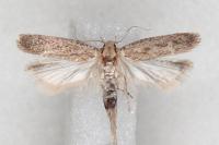 Platyedra subcinerea