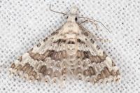 Alucita palodactyla