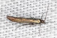 Coleophora alcyonipennella