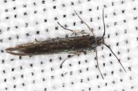 Coleophora alcyonipennella