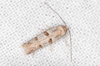 Symmocoides oxybiella