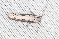 Ethmia bipunctella