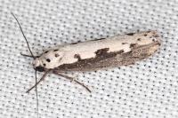 Ethmia bipunctella