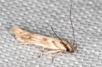 Stomopteryx detersella
