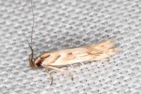 Stomopteryx detersella