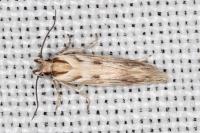 Stomopteryx detersella