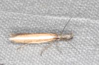 Pleurota aristella