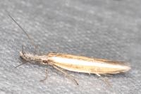 Pleurota aristella