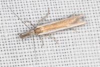 Pleurota aristella