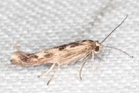 Scythris limbella