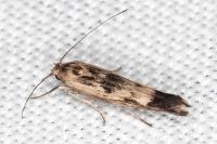 Scythris limbella