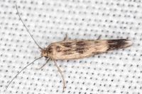 Scythris limbella