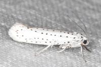 Yponomeuta evonymella