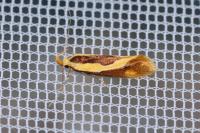 Harpella forficella