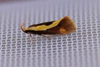 Harpella forficella