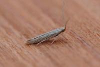 Coleophora