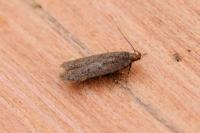 Bryotropha