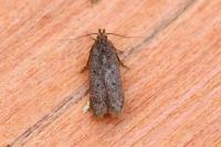 Bryotropha