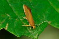 Crassa unitella