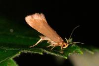 Crassa unitella