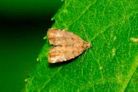 Choreutis pariana