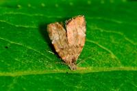 Choreutis pariana