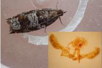 Ancylis achatana