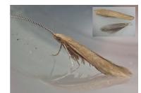 Coleophora solitariella