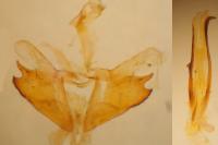 Coleophora solitariella