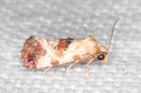 Neocochylis millierana