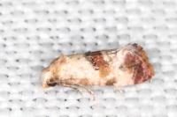 Neocochylis millierana