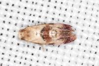 Neocochylis millierana