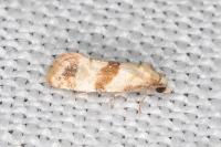 Phalonidia contractana