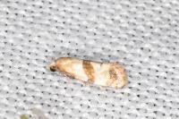 Phalonidia contractana