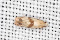 Phalonidia contractana