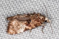 Phtheochroa ecballiella