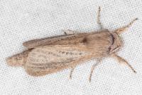 Phragmataecia castaneae