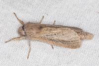 Phragmataecia castaneae