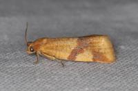 Zelotherses ferugana