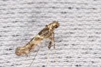 Gracillaria syringella