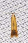 Coptotriche marginea