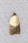 Acleris variegana