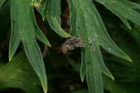 Anthophila fabriciana