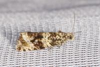 Celypha lacunana