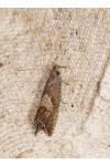 Dichrorampha acuminatana