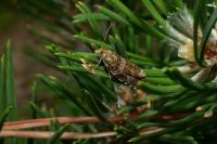 Celypha rivulana