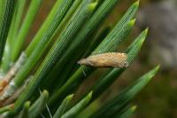Dichrorampha vancouverana