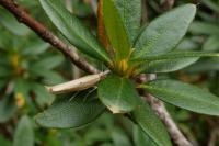 Ypsolopha nemorella