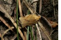 Paramesia gnomana