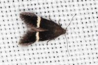 Aproaerema cinctella